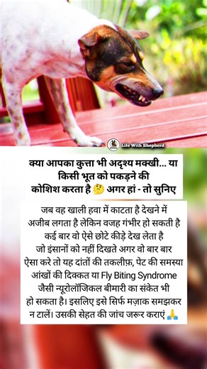 आपका कुत्ता हवा में मुंह क्यों मारता है 🤔 Dog Fly Snapping Explained! It Could Be a Health Warning 🚑