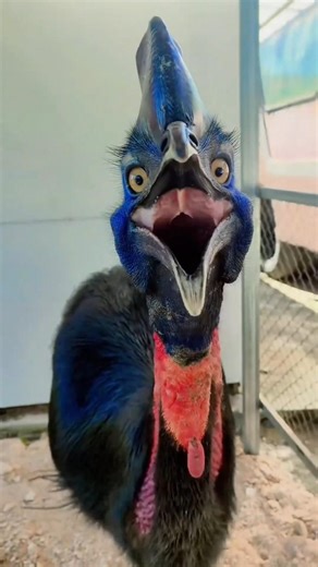 ఈ పక్షిని చూస్తే **"జురాసిక్ పార్క్"** సినిమా గుర్తొస్తుంది!