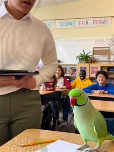🏫🦜 School Parrot REFUSES Homework — Funniest Punchline Ever 😂 This Indian Ringneck boldly refuses to do homework 🤣 and his smart punchline makes the whole class burst into laughter 😂🔥 Pure comedy gold! Follow for more talking parrot comedy 🦜 #TalkParrotShow #FunnyParrot #SchoolComedy #TalkingParrot #ParrotComedy #ComedyShorts #ViralShorts #LaughOutLoud #Ringneck #8KVideo #FunnyAnimals