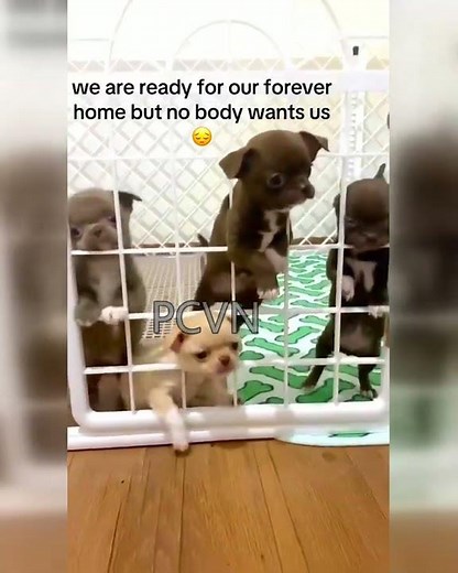 A litter of tiny teacup chihuahuas waiting for someone to love them 🥰✨