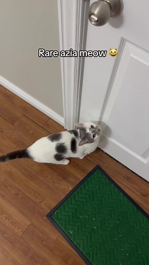 She loves to go outside #cats #catsoftiktok #cattok #foryoupage