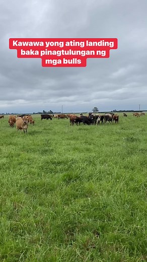 521K views · 4.8K reactions | natural breeding #cows #dairyfarming #dairyfarmingnz #newzealanddairyfarming #pinoydairyfarmer #breedingseason #naturalbreeding #bulls | Kapangarap vlog New Zealand | Facebook