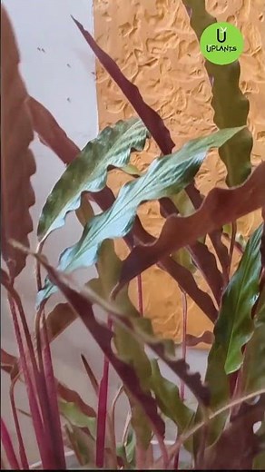 Callathia Furry Feather – Nature’s Colorful Moth | Stunning Close-Up