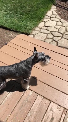 𝗛𝗮𝗽𝗽𝘆 𝗙𝗿𝗶𝗱𝗮𝘆, 𝗦𝗰𝗵𝗻𝗮𝘂𝘇𝗲𝗿 𝗕𝗼𝗼𝗸. Have a howling-good weekend! #schnauzer #schnauzerlife #doglover | Schnauzer Book
