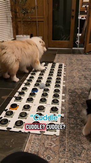 Abba Furgason on Instagram: "Some days he doesn’t have complex thoughts or feelings, some days Flambo just want cuddles. If you peak in my office you can see the ladder, wood and a million other things all over from another day of home renovation #australianshepherd #dogsofinstagram #talkingdog #dogreels #aussiesofinstagram"