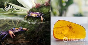 Scientists have found a prehistoric crab that got stuck in amber 100 million years ago. Photos and video