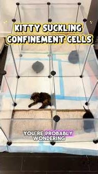 NO suckling allowed 🙀🚫‼️