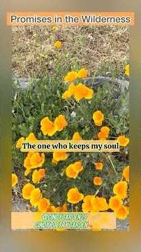 Promises in the Wilderness