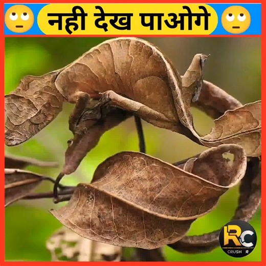 amazing fact 🙄 || ऐसा जीव जो सामने होने पर भी नही दिखते है 🙄 || #shorts #crushr