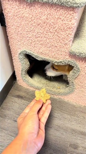 Buy all the cute snacks, Corgi’s hole-in-the-wall puppy’s cuteness plan to capture every frame o