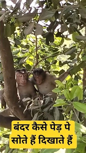 Show how monkeys sleep on trees
