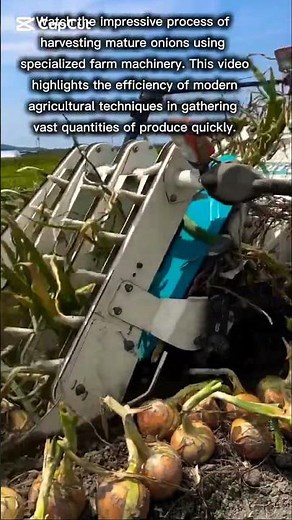 Large-Scale Onion Harvesting in Action