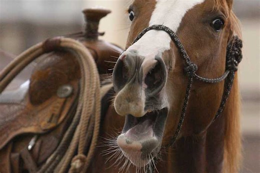 A horse's neigh may be unique in the animal kingdom. Now scientists know how they do it