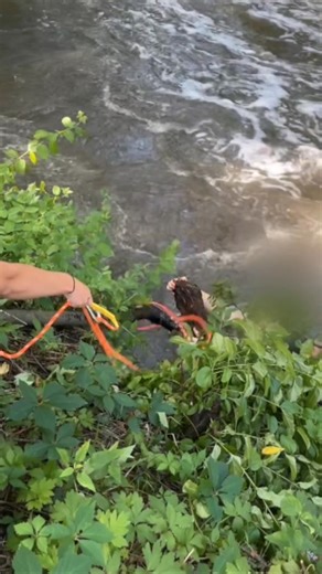 A routine walk through Lime Kiln Park turned into a dramatic rescue operation when two people found themselves trapped in dangerous waters while trying to save a dog. Read more: https://www.tmj4.com/news/waukesha-county/witnesses-record-dramatic-water-rescue-at-menomonee-falls-park | TMJ4 News