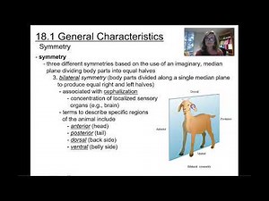 BIO 102 Chapter 18 Introducction to Animals Pt 1