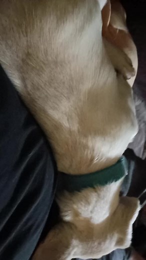 Perrito Cansado de No Hacer Nada