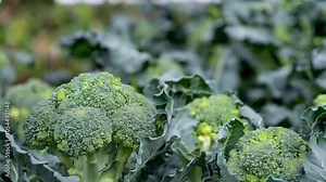 Close-up of fresh broccoli growing in a field, showcasing its vibrant green color and texture.