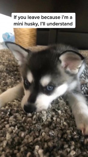 Mini Husky with a Big Personality