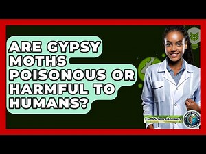 Are Gypsy Moths Poisonous Or Harmful To Humans? - Earth Science Answers
