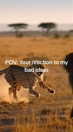 "Who's powerful?#AnimalFight #Cheetah