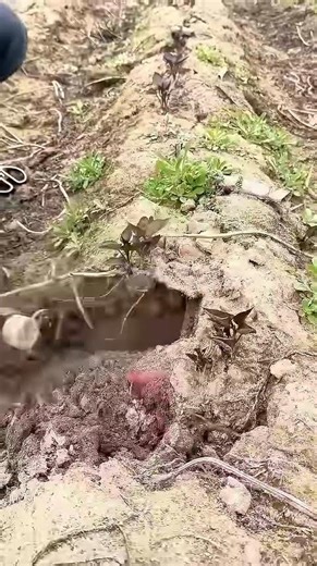 Digging Sweet Potatoes Easily with Tools #shorts #harvest