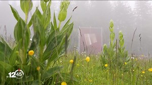 L'exposition "Format" à Mont-Soleil, sur les hauteurs de Saint-Imier, rassemble une douzaine de photos dans la nature - 12h45 - Play RTS