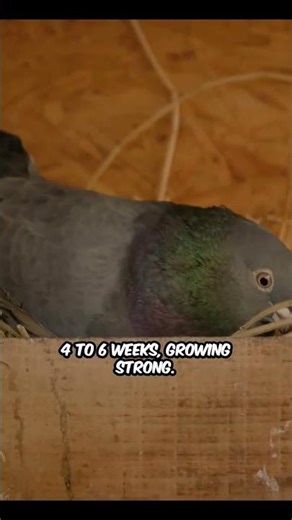 Adorable Baby Pigeons Revealed