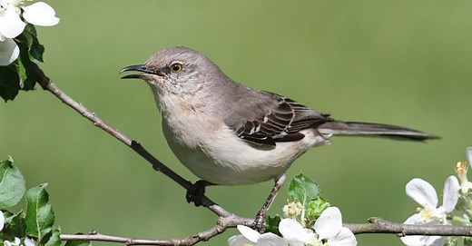 What Do Mockingbirds Eat? The Top Foods in their Diet