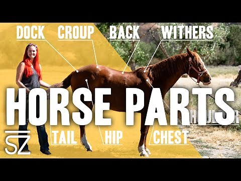 What are the Different Parts of a Horse?