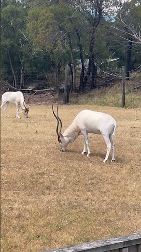扭角羚Addax nasomaculatus #addax #addaxnasomaculatus #扭角羚 #zoo #travel #guitar #cover