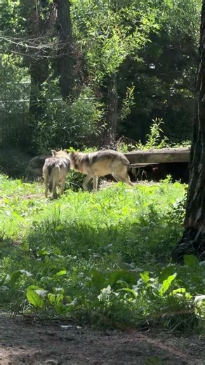 Brookfield Zoo #BrookfieldZoo #ZooAnimals #AnimalShorts