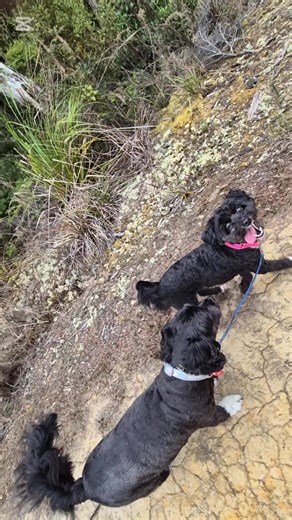 Auckland Dogs' Adventure Walks