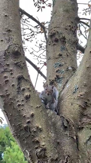 Squirrels in trees communicating. #cute #squirrel #animals