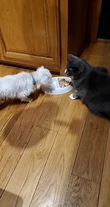 Our Max is a little food thief but Cotton-Ball ain't having it lol! Do your pets like to steal food from their brothers and sisters? | Denver the Guilty Dog and Her Friends