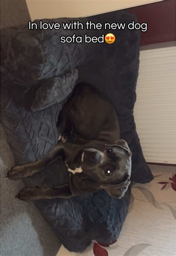 😱 Best dog bed I’ve brought so far looks much better in my front room then the old one did☺️#dogbed #dog #dogbeds #dogmom #tiktokmademebuylt
