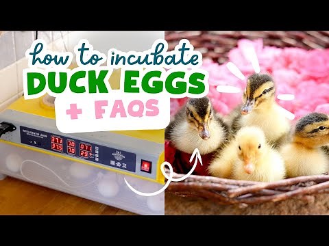 Hatching Ducks: how long for duck eggs to hatch & other FAQs