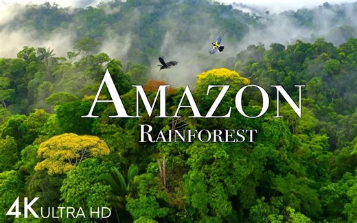 【减压放松视频】4k航拍-亚马孙热带雨林：地球上最大的森林和热带雨林