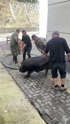 Pig Farmer Safely Loading Pigs into a Truck | Educational Purpose Only