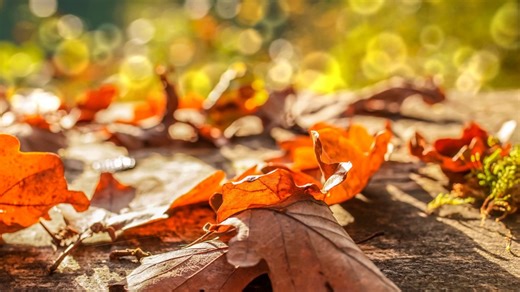 Fall colors slowly peeking out in early October