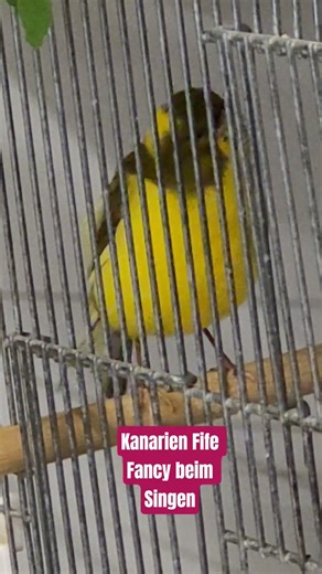 #Kanarien Hahn beim Singen, Joung Canary Fife Fancy singing