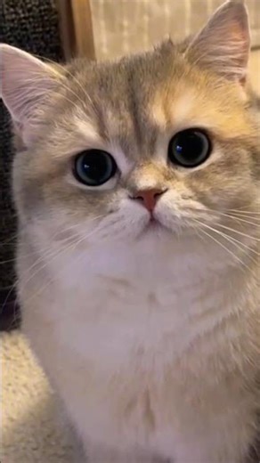 Hello there, how are you #shorts