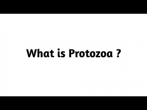 What is Protozoa ?
