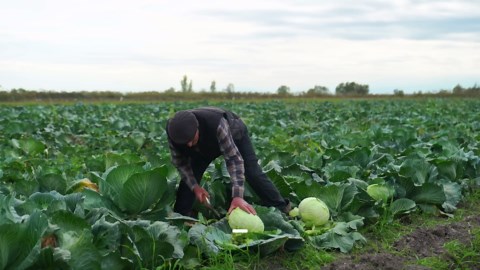 Harvesting fresh cabbage in the mountain village