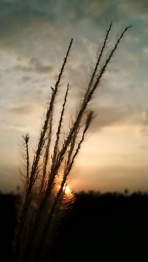 free footage video background | portrait background