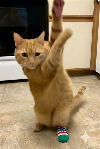 Orange Tabby Cat Dancing #orangetabby #tabbycat #shorts