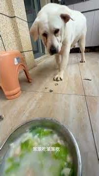 The Intense Battle of Two Labrador Pups - Who Will Win