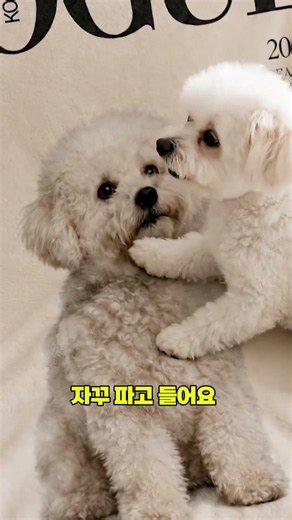 우리아이 코박템!! 자기 얼굴 알아보는 퀄리티 좋은 커스텀 굿즈 제작기 #아트굿즈 #커스텀굿즈 #굿즈제작 #반려동물굿즈 #cute #고양이굿즈 #artgooods #기념일선물