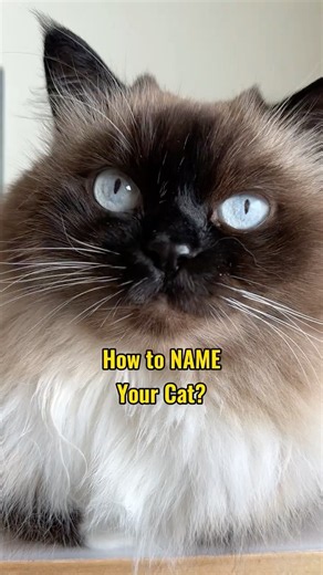 How to Pick the PERFECT Name for Your Cat?