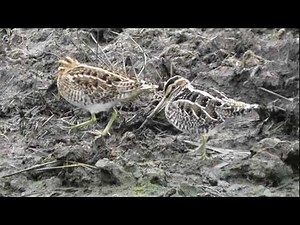 Wilson's & Common Snipe, Lower Moors, 22/12/11.