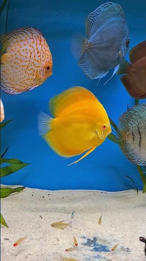 The discus aquarium beauty